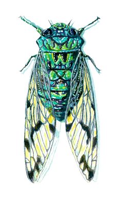 a drawing of a green and yellow insect on a white background with the wings open