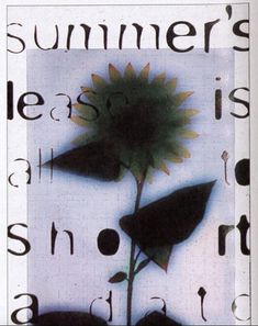 an image of a sunflower with the words summer's leaves in it