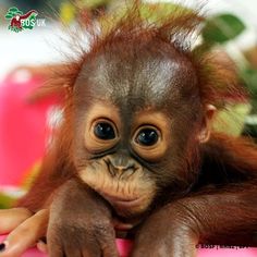 a baby oranguel sitting on top of a pink table