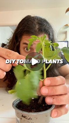 a woman holding up a plant with the words diy tomato plants on it in front of her face