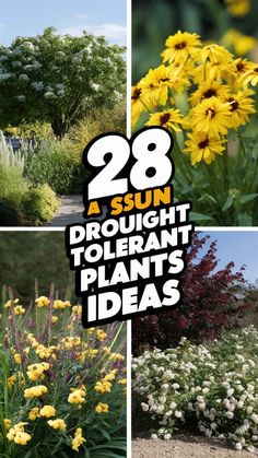 four different types of flowers and plants with the words 28 a sun - brought tolerant plants ideas