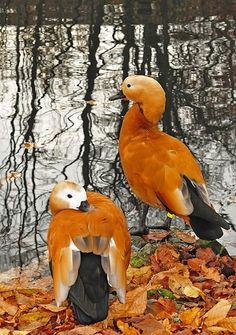 two ducks are standing on leaves near the water