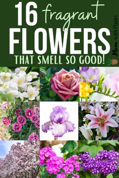 flowers that smell so good with the words 16 fragrantt flowers that smell so good