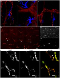 Gut Motility, Intestinal Inflammation, The Vagus Nerve, Vagus Nerve, Nerve, Immune System