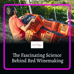 the fascinating science behind red winemaking with two men in orange shirts working on crates