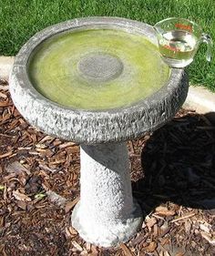 a concrete bird bath with green liquid in it