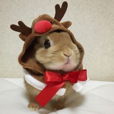 a small rabbit wearing a reindeer outfit with a red bow on it's head