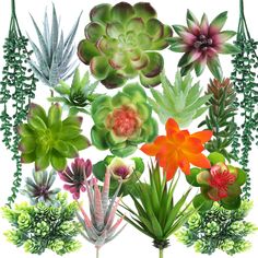 an arrangement of different types of succulents and plants