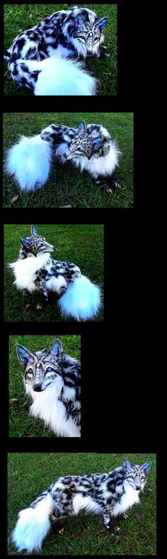 four different pictures of a cat laying in the grass with fur on it's back