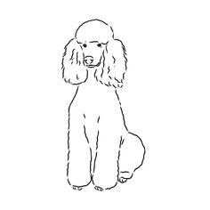 a black and white drawing of a poodle sitting on its hind legs, looking to the side