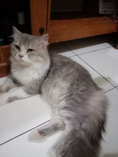 a gray and white cat laying on the floor