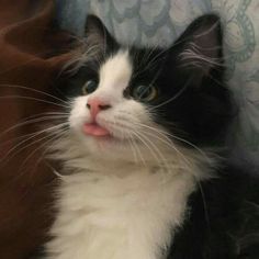 a black and white cat sitting on top of a couch