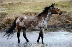 a brown and white horse standing in the water next to a grassy area with dry grass