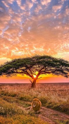 a lion sitting under a tree in the middle of an open field with sunset behind it