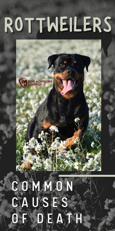 a black and brown dog laying on top of a grass covered field with white flowers