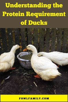 Understanding the Protein Requirement of Ducks Raising Ducklings, Hatching Duck Eggs, Duck Hatching, Preparedness Ideas, Duck Pens, Duck Stuff, Homestead Animals, Backyard Ducks, Homesteading Tips