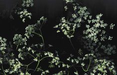 some white flowers on a black background