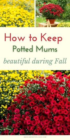 how to keep potted mums beautiful during fall and winter, including red flowers