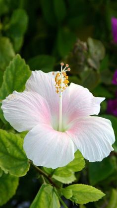 a pink flower with green leaves in the background