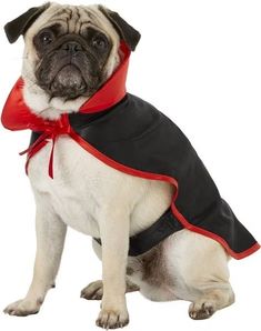 a pug dog wearing a black and red coat