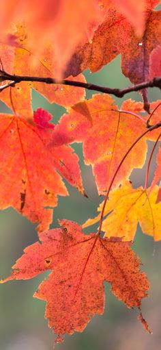 autumn leaves with orange and red colors on them are hanging from a branch in the foreground