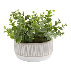 a potted plant with green leaves in it