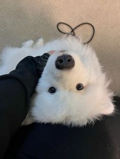 a small white dog laying on top of a person's leg wearing black gloves