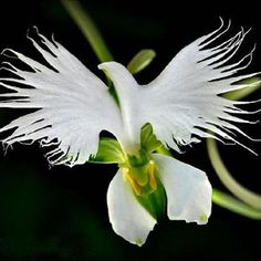 a white flower with long, thin wings