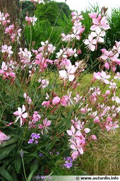 pink and white flowers in a garden next to a tree