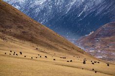 a herd of cattle grazing on a dry grass field in front of snow covered mountains