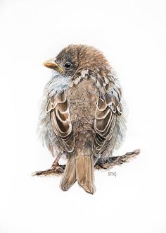 a drawing of a bird sitting on top of a table