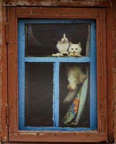 two cats are sitting in the window sill