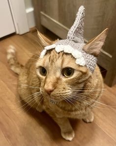 a cat with a knitted hat on its head