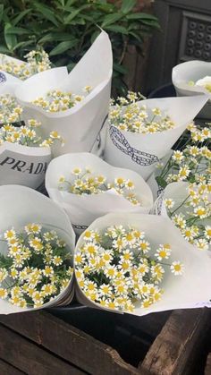 several white paper cups with daisies in them