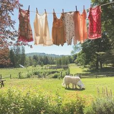 an animal that is standing in the grass near some clothes hanging from a line on a clothesline