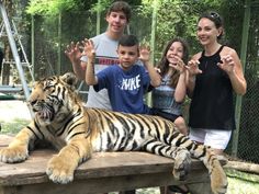 a group of people standing around a tiger laying on top of a wooden table next to a fence