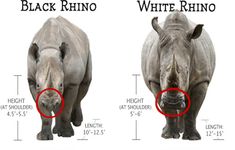 two rhinos are shown with the same size as each other, and have different features