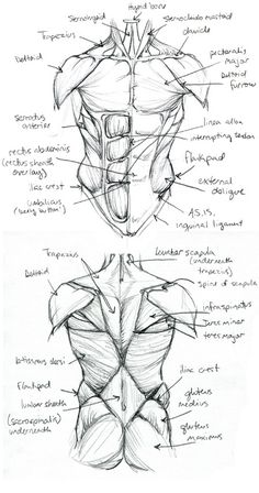 the back and side view of a man's torso, with muscles labeled in different directions