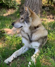 a husky dog laying in the grass next to a tree and looking up at something