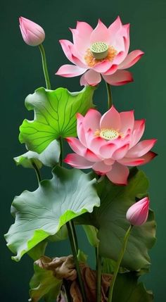 pink water lilies and green leaves in a vase