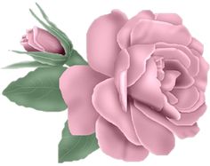 a pink rose with green leaves on a white background