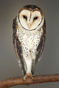 an owl sitting on top of a tree branch next to a gray background and looking at the camera