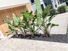 there is a plant that is growing in the ground next to some buildings and trees