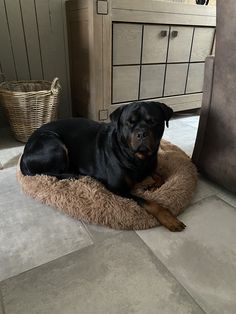 a large black dog laying on top of a pet bed next to a wooden dresser