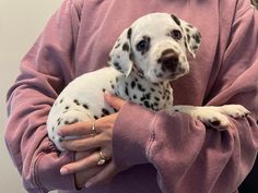 a woman holding a dalmatian puppy in her arms while wearing a pink sweater