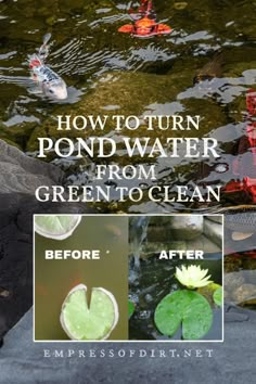 how to turn pond water from green to clean before and after it's cleaned