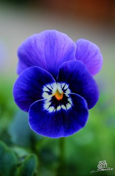 a close up of a blue flower with green leaves