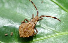 a brown spider sitting on top of a green leaf