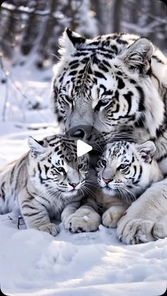 two white tiger cubs cuddle with their mother in the snowy woods on a sunny day