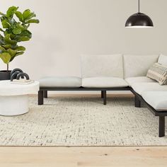 a white couch sitting on top of a wooden floor next to a potted plant